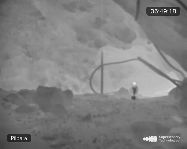 Pilbara raptor predation event
